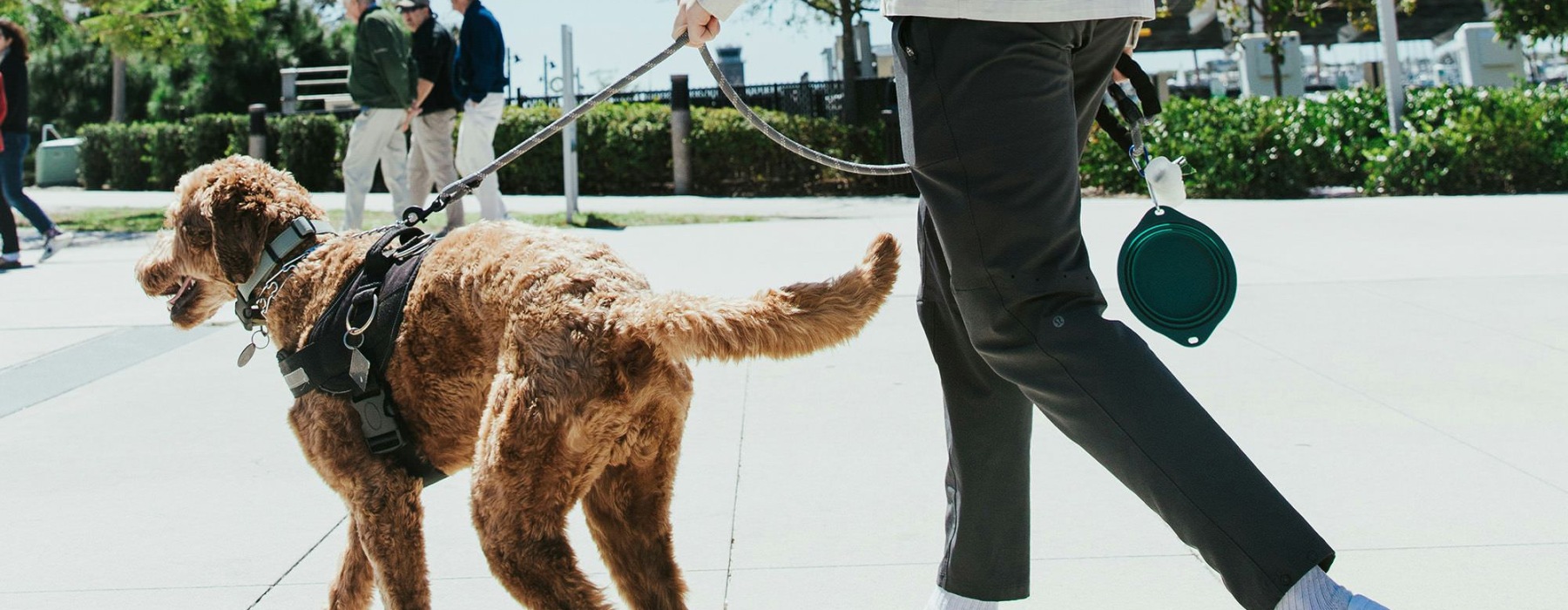 A dog being walked by a person in a park.